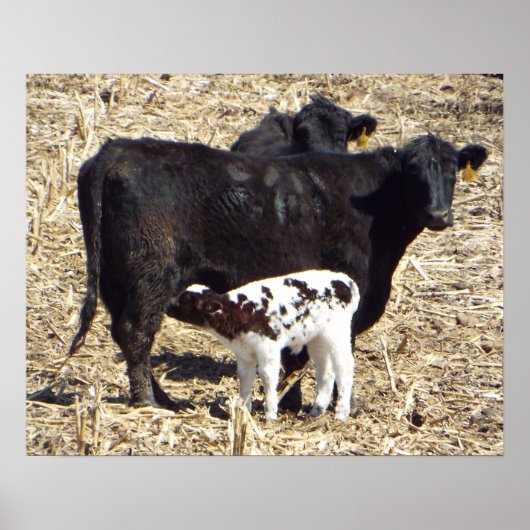 Niedliches Baby Calf Nursing auf Mama Cow Poster (Vorne)