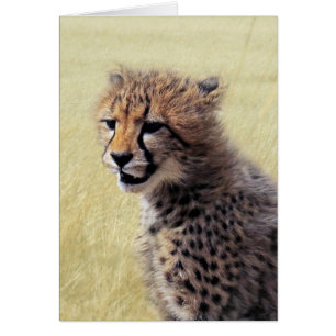 Niedliches Baby Cheetah Cub