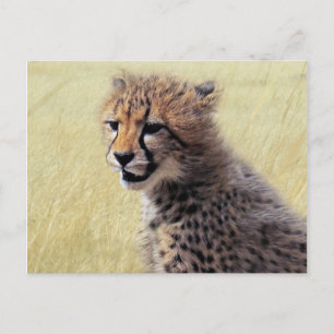 Niedliches Baby Cheetah Cub Postkarte