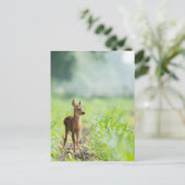Niedliches Baby Deer Fawn in Gras Naturfotografie Postkarte (Stehend Vorderseite)