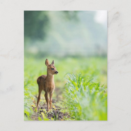Niedliches Baby Deer Fawn in Gras Naturfotografie Postkarte (Vorderseite)
