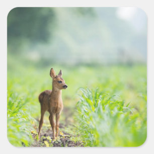 Niedliches Baby Deer Fawn in Gras Naturfotografie Quadratischer Aufkleber