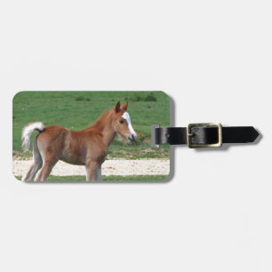 Niedliches Baby Foal Destinable Geschenke Springti Gepäckanhänger