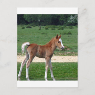 Niedliches Baby Foal Destinable Geschenke Springti Postkarte