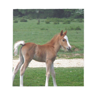 Niedliches Baby-Fohlen-Schicksals-Geschenk-Frühjah Notizblock