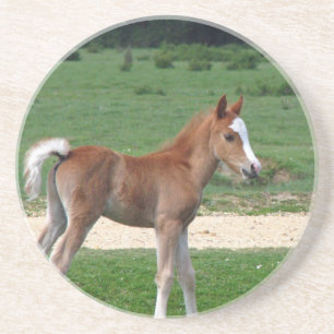 Niedliches Baby-Fohlen-Schicksals-Geschenk-Frühjah Sandstein Untersetzer