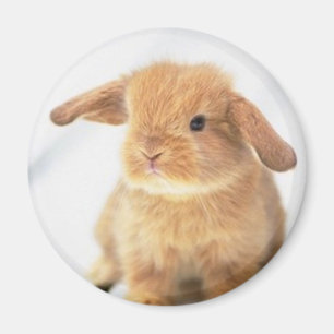 Niedliches Baby-Häschen-glücklicher Ostern-Entwu Magnet