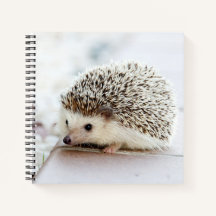 Niedliches Baby-Igel-Notebook