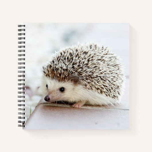 Niedliches Baby-Igel-Notebook Notizblock (Vorderseite)