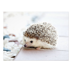Niedliches Baby Igel Tier Fotodruck