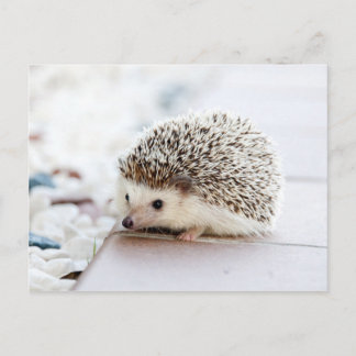 Niedliches Baby Igel Tier Postkarte
