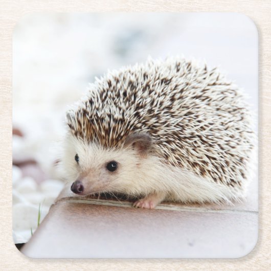 Niedliches Baby-Igel Tier Rechteckiger Pappuntersetzer (Vorderseite)