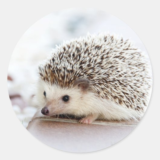 Niedliches Baby Igel Tier Runder Aufkleber (Vorderseite)