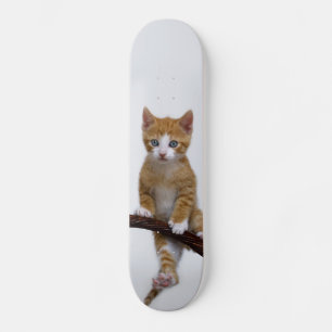 Niedliches Baby-Katzen-Kätzchen-lustiges Skateboard