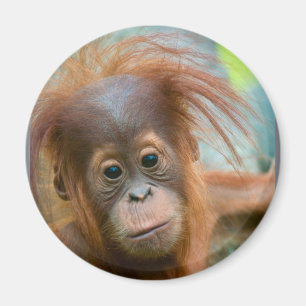 Niedliches Baby Orangutan mit Blick nach vorne Magnet