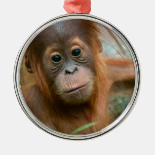 Niedliches Baby Orangutan mit Blick nach vorne Ornament Aus Metall