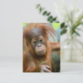 Niedliches Baby Orangutan mit Blick nach vorne Postkarte (Stehend Vorderseite)
