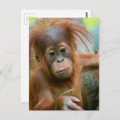 Niedliches Baby Orangutan mit Blick nach vorne Postkarte (Vorne/Hinten)