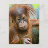 Niedliches Baby Orangutan mit Blick nach vorne Postkarte (Vorderseite)