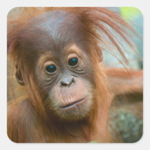 Niedliches Baby Orangutan mit Blick nach vorne Quadratischer Aufkleber