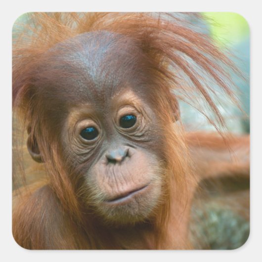 Niedliches Baby Orangutan mit Blick nach vorne Quadratischer Aufkleber (Vorderseite)