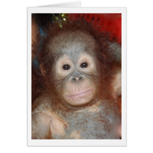 Niedliches Baby Orangutan , Wildtiere von Borneo