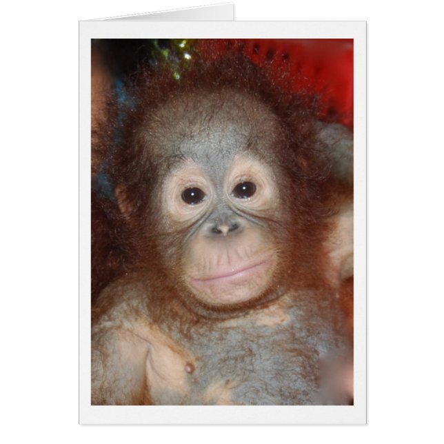 Niedliches Baby Orangutan , Wildtiere von Borneo (Vorne)