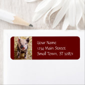 Niedliches Baby Piglet Farm Animals Barnyard Babys (Insitu)