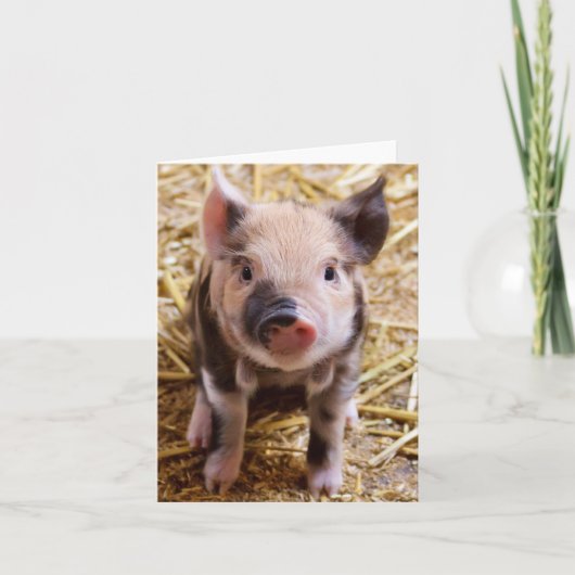 Niedliches Baby Piglet Farm Animals Barnyard Babys Karte (Vorderseite)