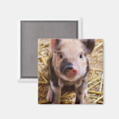 Niedliches Baby Piglet Farm Animals Barnyard Babys Magnet (Vorderseite/Rückseite)