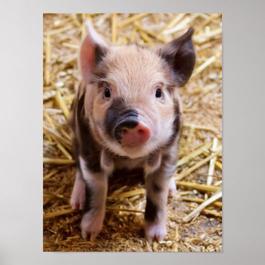 Niedliches Baby Piglet Farm Animals Barnyard Babys Poster (Vorne)