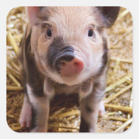 Niedliches Baby Piglet Farm Animals Barnyard Babys Quadratischer Aufkleber (Vorderseite)
