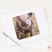 Niedliches Baby Piglet Farm Animals Barnyard Babys Quadratischer Aufkleber (Umschlag)