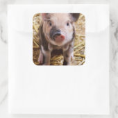 Niedliches Baby Piglet Farm Animals Barnyard Babys Quadratischer Aufkleber (Tasche)