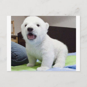niedliches Baby polarbear Postkarte