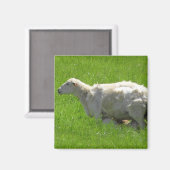 Niedliches Baby Sheep Nursing Fotomagnet Magnet (Vorderseite/Rückseite)