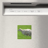 Niedliches Baby Sheep Nursing Fotomagnet Magnet (In Situ (Geschirrspüler))