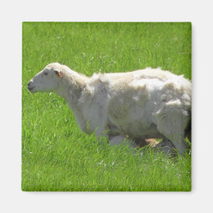 Niedliches Baby Sheep Nursing Fotomagnet Magnet