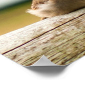 Niedliches Baby Sparrow Bird-Foto Poster (Ecke)