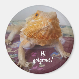 Niedliches bärtiges Drache-Bild Magnet