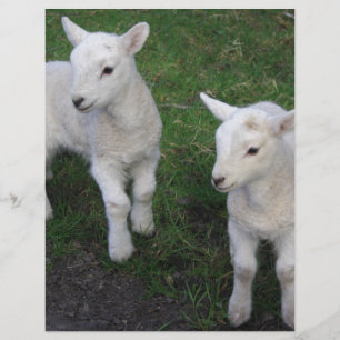 Niedliches Bauernhof-Ranch-Baby paart Schaf-Lamm