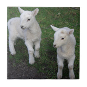 Niedliches Bauernhof-Ranch-Baby paart Schaf-Lamm Fliese