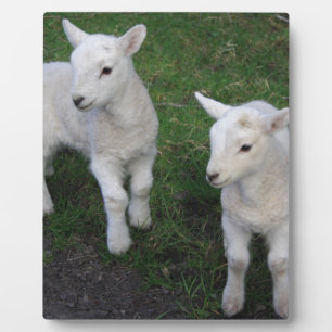 Niedliches Bauernhof-Ranch-Baby paart Schaf-Lamm Fotoplatte