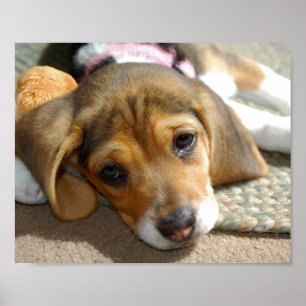 Niedliches Beagle-Welpen-Plakat Poster