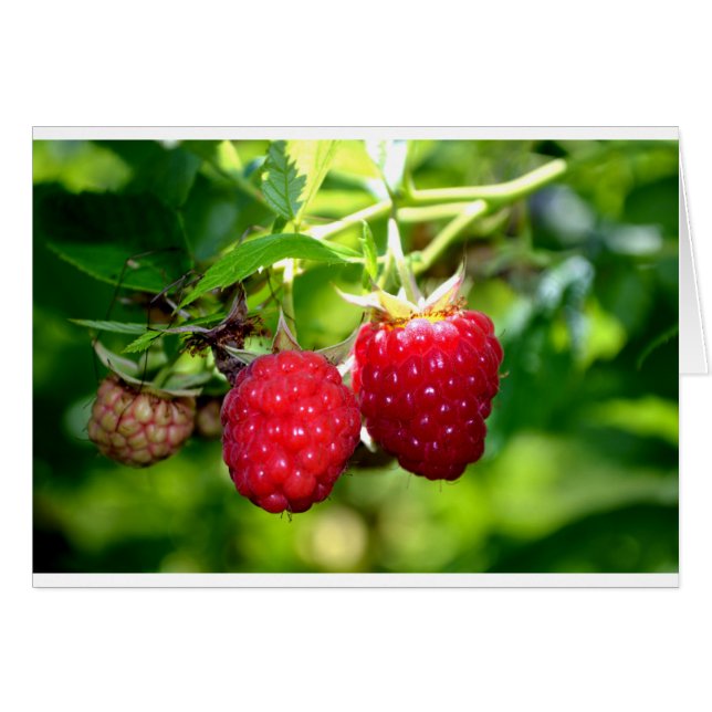 Niedliches Beeren Foto Himbeeren BlackBerry Obst (Vorderseite (Horizontal))
