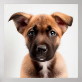Niedliches Belgisches Malinois Puppy Doster Portra Poster (Vorne)
