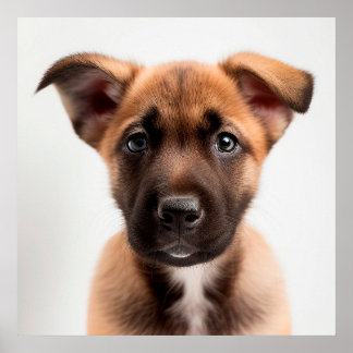 Niedliches Belgisches Malinois Puppy Doster Portra Poster