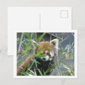 Niedliches Beobachten der roten Panda-DIY-Postkart Postkarte (Vorne/Hinten)
