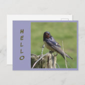 Niedliches Beobachten der Schluckkust des Stalls.  Postkarte (Vorne/Hinten)