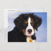 Niedliches Bernese Gebirgshundewelpen-Bild Postkarte (Vorne/Hinten)